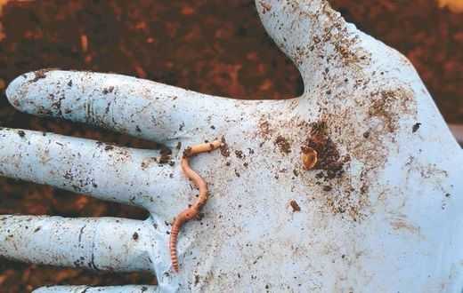 Les Vers de Fosse Septique